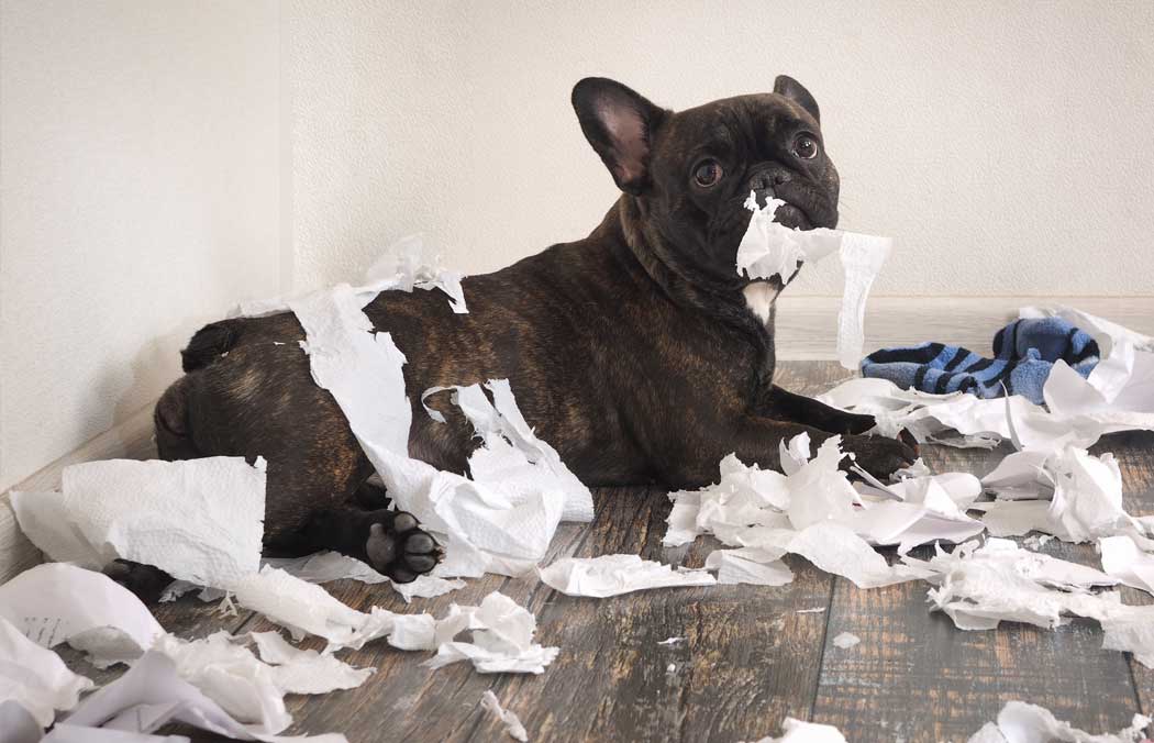 Dog chewing up toilet paper