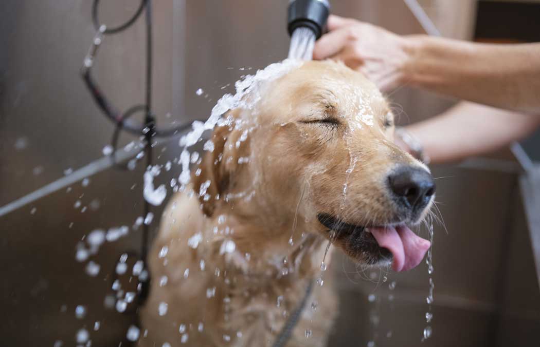 Labrador Retriever getting a bath